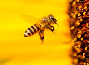 bee-gathering-pollen-from-a-yellow-flower