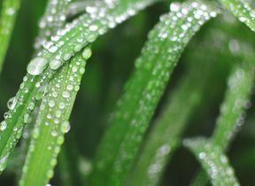 close-up-of-rain-drops-on-plant-leaf