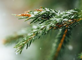close-up-of-snow-on-a-pine-tree