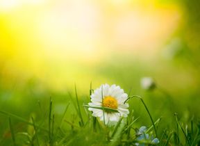 daisy-amongst-grass-in-a-sunny-field