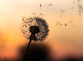 dandelion-clock-blowing-in-the-wind-photo-dawid-zawila