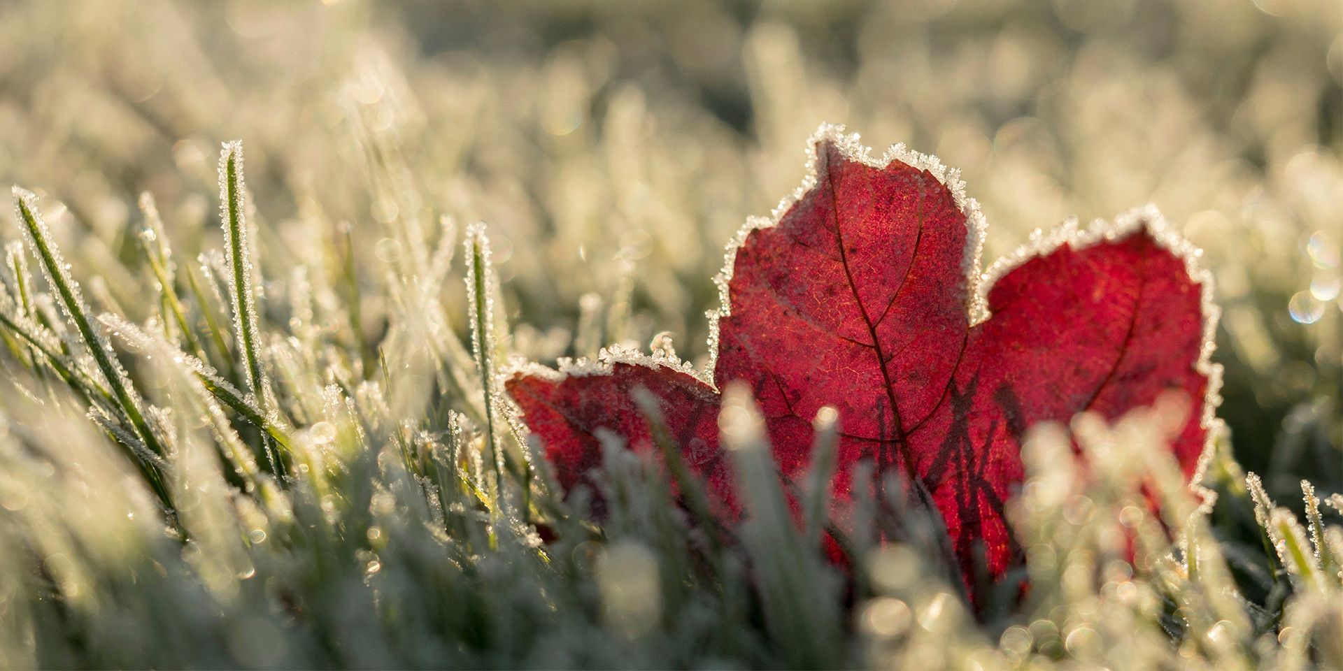 leaf-and-grass-frozen-in-the-frost
