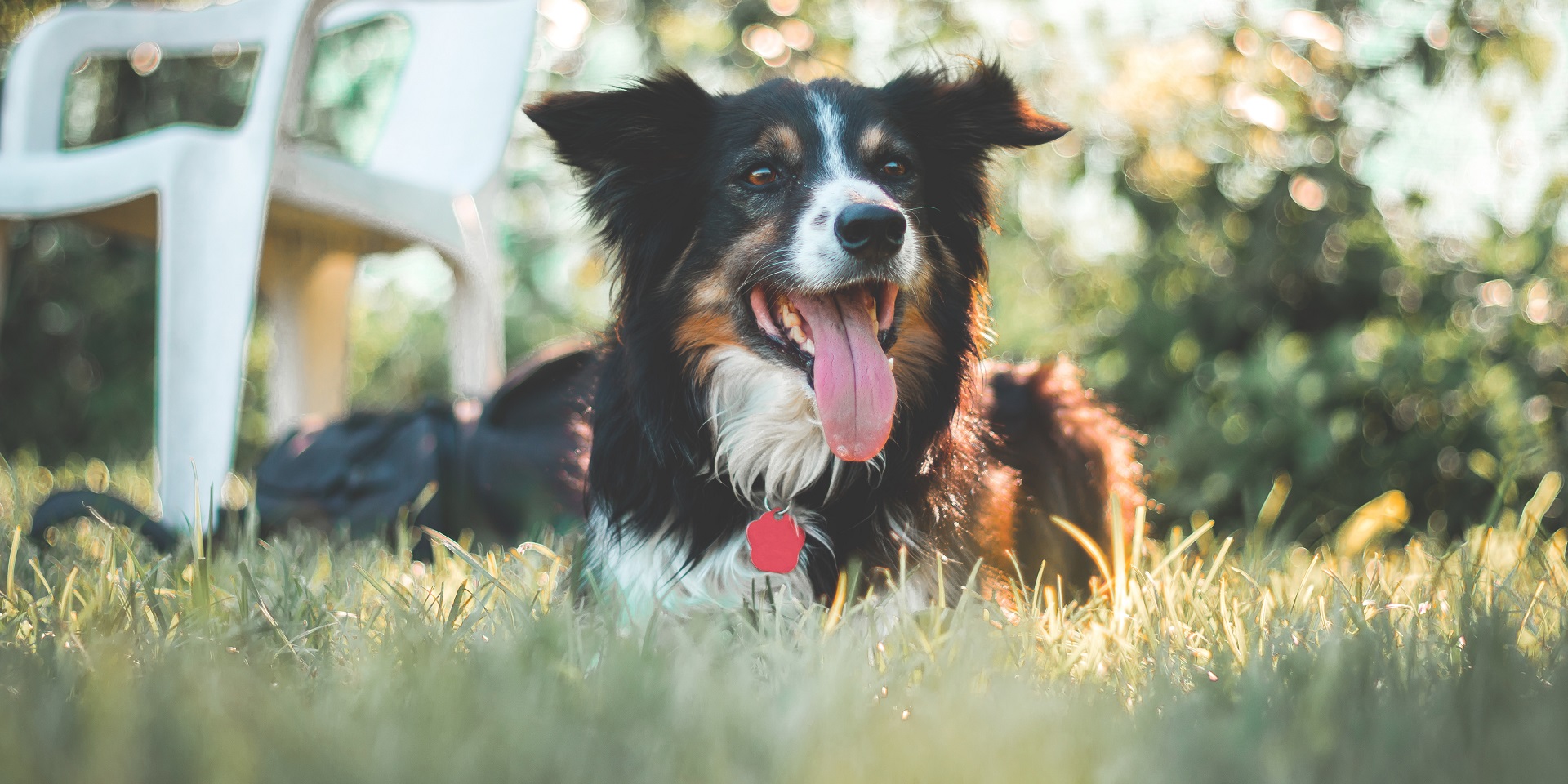 Pets keep cool in the shade