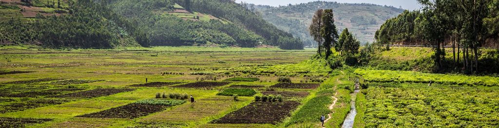 A tea plantation in Rwanda.