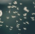 Dandelion seeds dispersing in the wind in front of a dark background