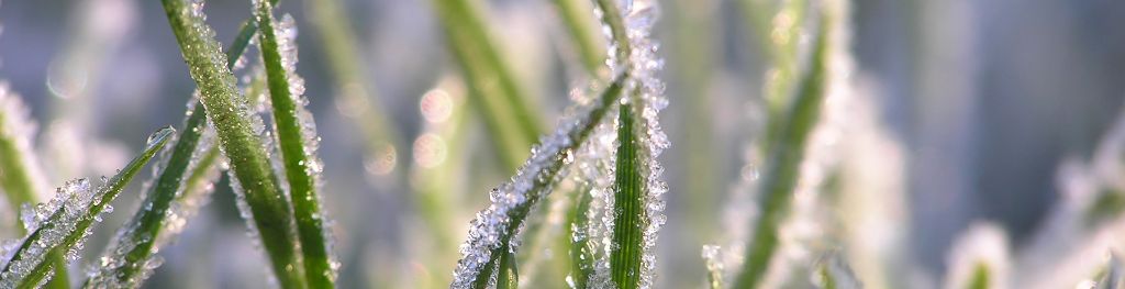 frost on grass