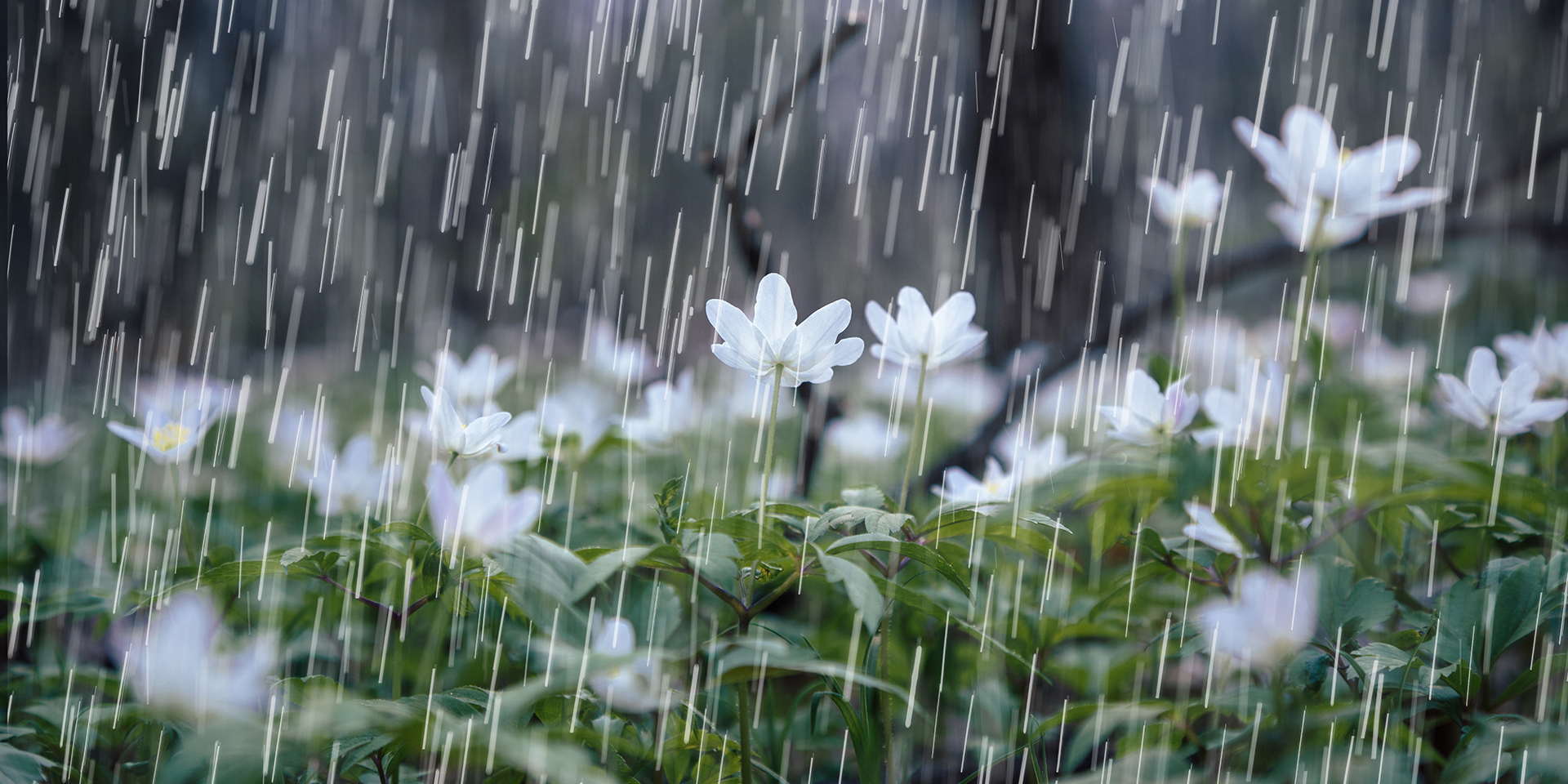 Rain falling on snowdrop flowers