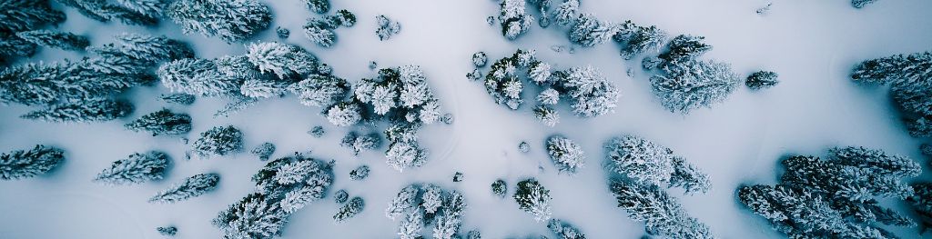 Aerial view of snowy forest