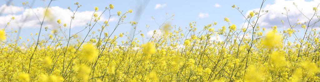 Yellow flowers in a sunny field