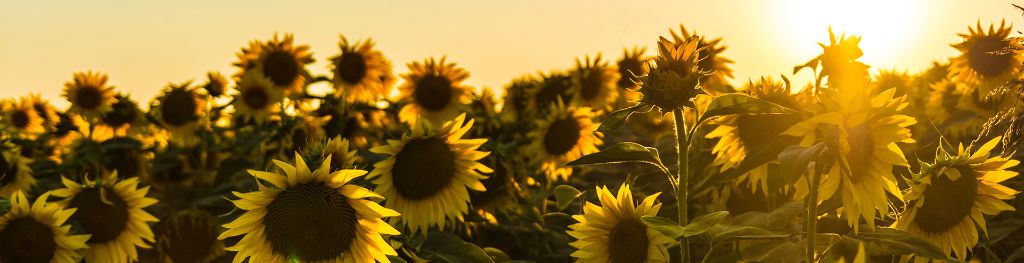 A field of sunflowers, flowers at camera height, with the sun shining low in the sky behind them.