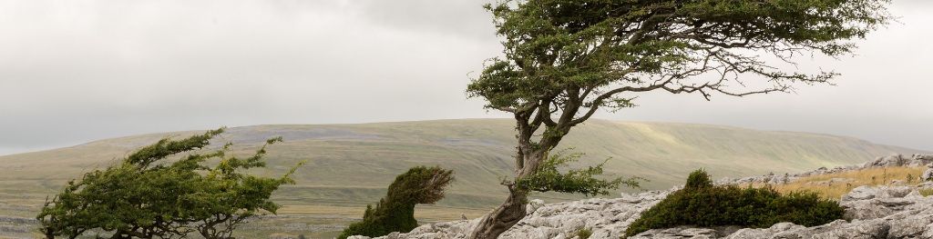 Windswept trees on a rocky hill under a grey sky
