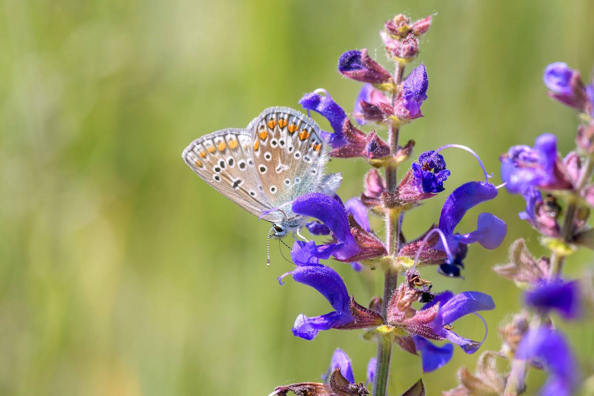 Common Blue butterfly on Meadow Clary