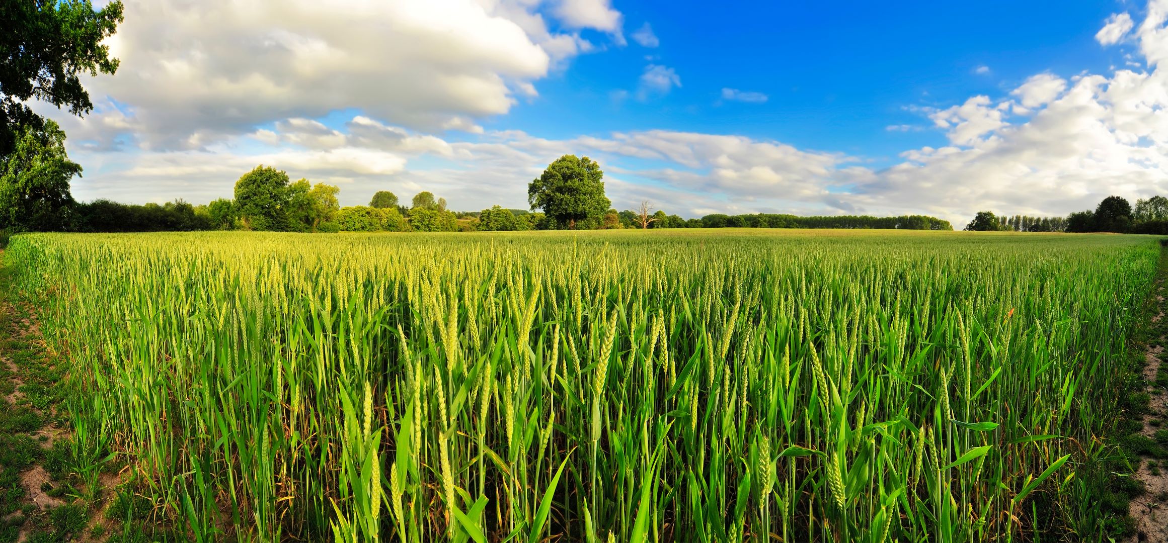 Crops in a field with white clouds in a blue sky.