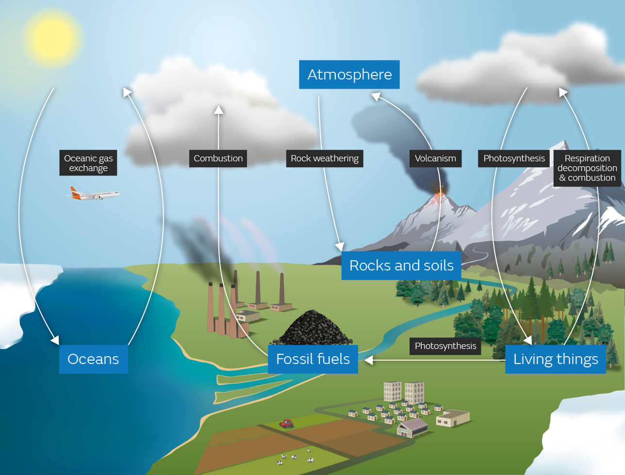 A simplified schematic of the global carbon cycle, showing the movement of carbon between different reservoirs and the processes involved.