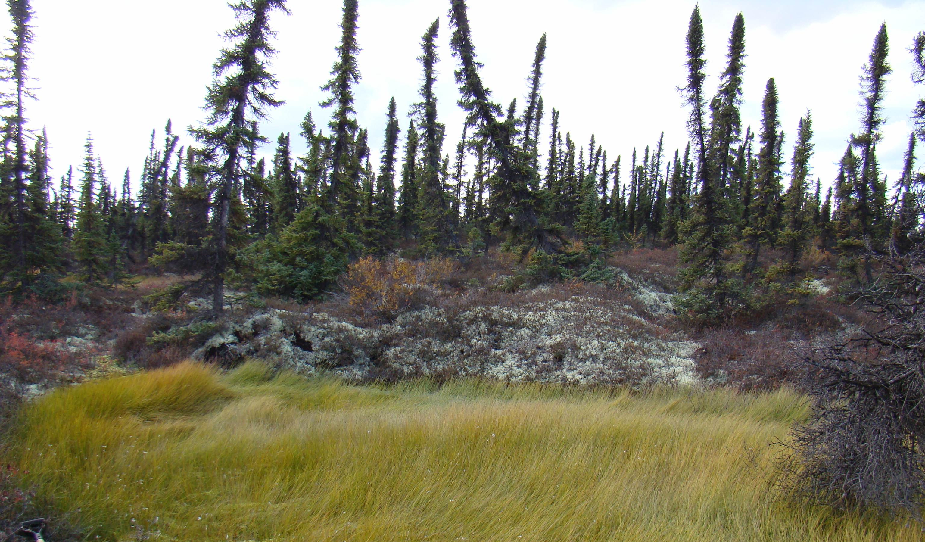A photograph of trees in a forest in Alaska, with several leaning over in different directions due to subsidence.