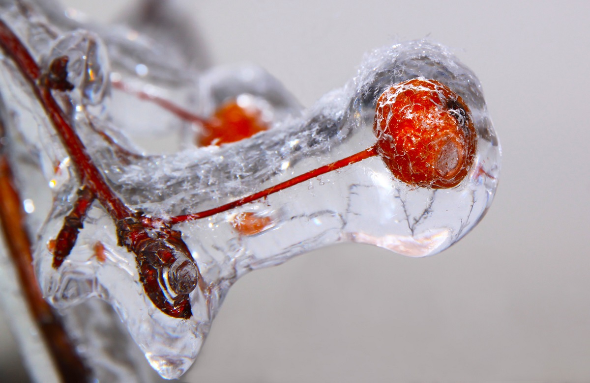 Frozen red berries, encased in ice after freezing rain